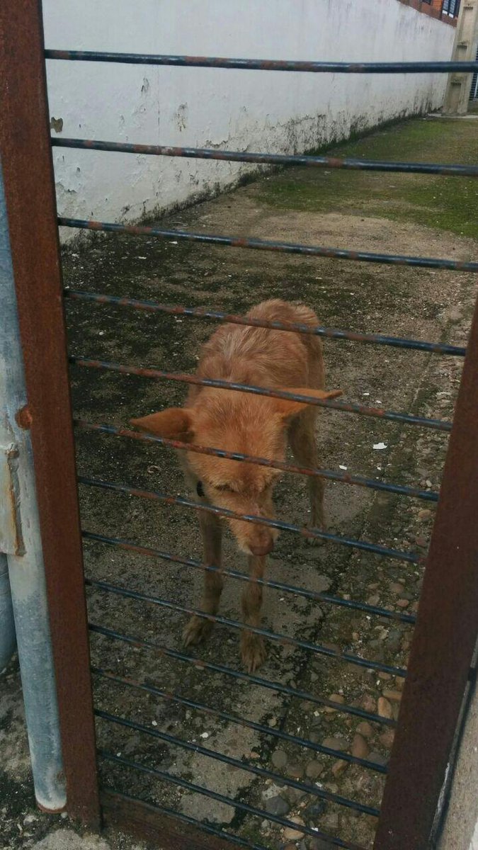 AMPAROSUR's tweet photo. #URGENTE #podenco, mal estado. Avisada la perrera xa mñn. Sin acogida no lo podemos tener, no tenemos sitio ni dinero http://t.co/Vc2V1Ydi3H