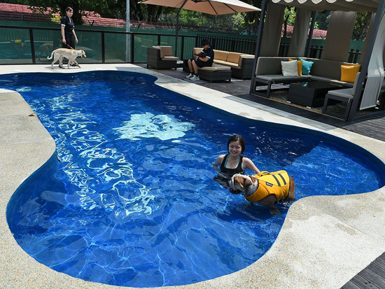 Telemetro's tweet photo. Échale un vistazo al hotel de lujo para perros en Singapur ➝http://t.co/1ibwXWzp6r http://t.co/ilZiRsG93S