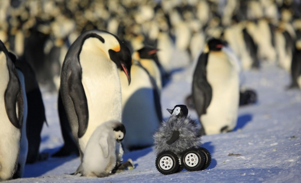 washingtonpost's tweet photo. This robotic penguin chick is doing undercover work in Antarctica http://t.co/pXGHmFCnOX http://t.co/BueKDbjMP1