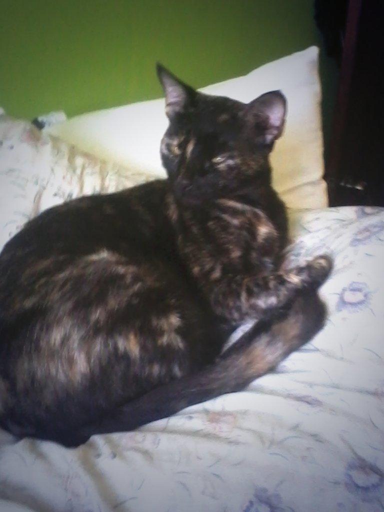 SAMZreader's tweet image. My Pets! N° 1 Nella:
The sweet, bipolar, strange cat!