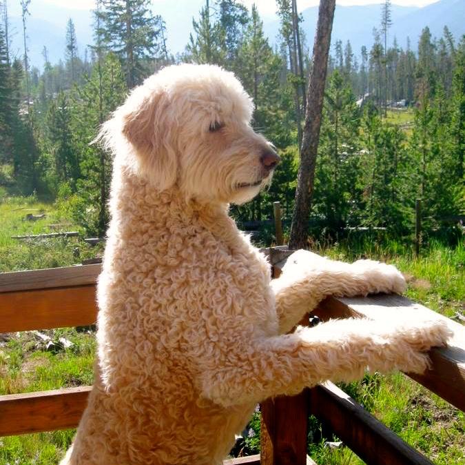 Denver Doodles tweet media