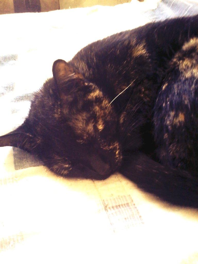 SAMZreader's tweet image. My pets! N°2 Misha:
The sweet, relaxed, pretty cat!
#im bad with te names #cats #animals