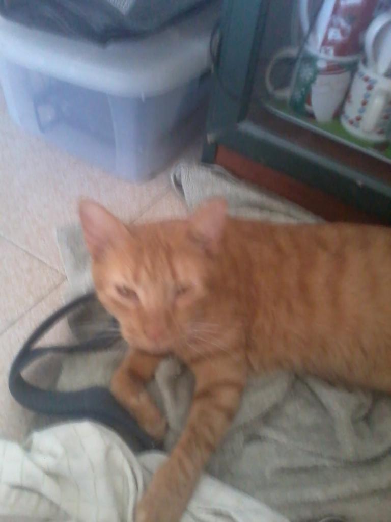 SAMZreader's tweet image. My Pets! N°3 Garfield:
The fat, lovely, sleeping cat!
#cats #RIP :'( #miss you