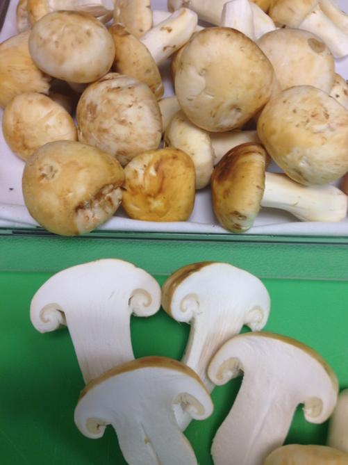 janutol's tweet photo. Matsutake season http://t.co/cXRiDsxZF2