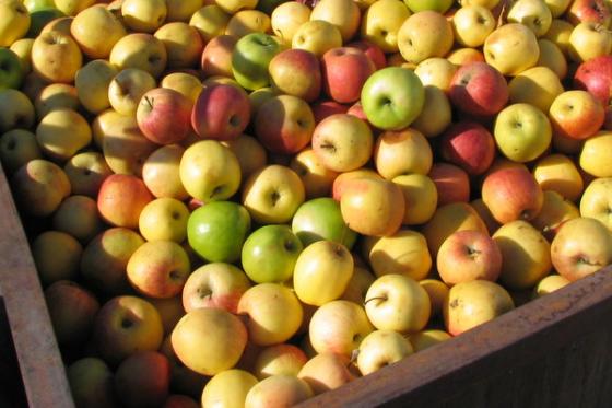 7x7's tweet photo. Tis the season for apple picking in the Bay Area. http://t.co/glo9k9GxV9 http://t.co/s4CklrCDZh