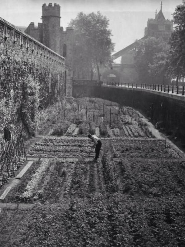 WW1Statistics's tweet image. During WW1 the Tower of London moat wasn&apos;t filled with poppies but vegetables!