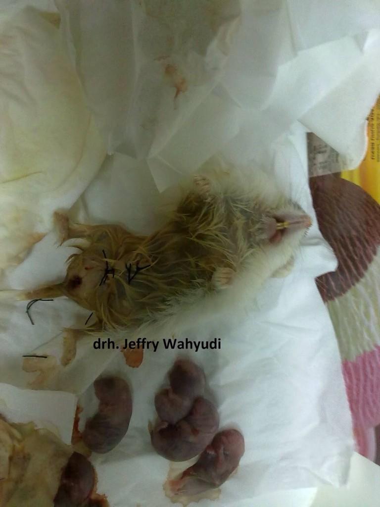 riril adma (@ririladma) on Twitter photo 