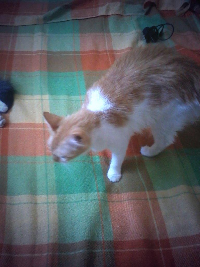 SAMZreader's tweet image. My pets! N°3 Bella:
The bipolar, lovely, beauty cat!
#sweet #beauty #cats