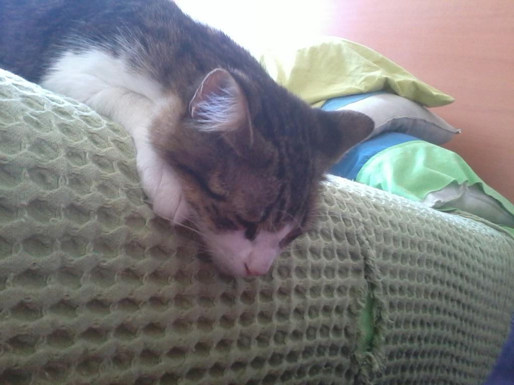 SAMZreader's tweet image. My pets N°7 Batman!
Not real batman, sweet, strange cat!
#cat #sweet #cute