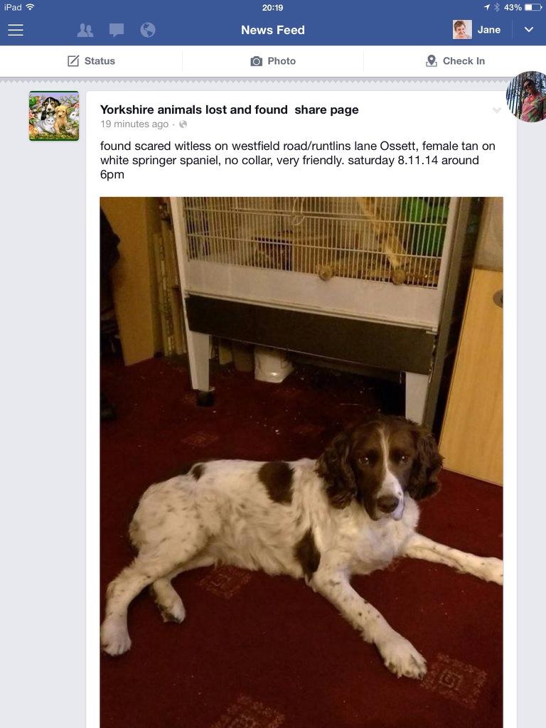 janetrewhella's tweet photo. Lovely springer found inn#Ossett 
http://t.co/LNMXQfRC3t http://t.co/MGbg1GNYYx