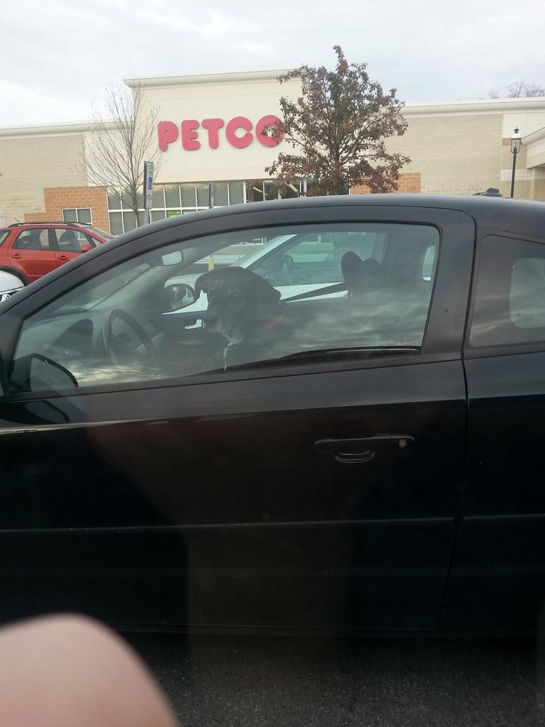 ronthen64's tweet image. This dog doesn't look too happy to be driving.