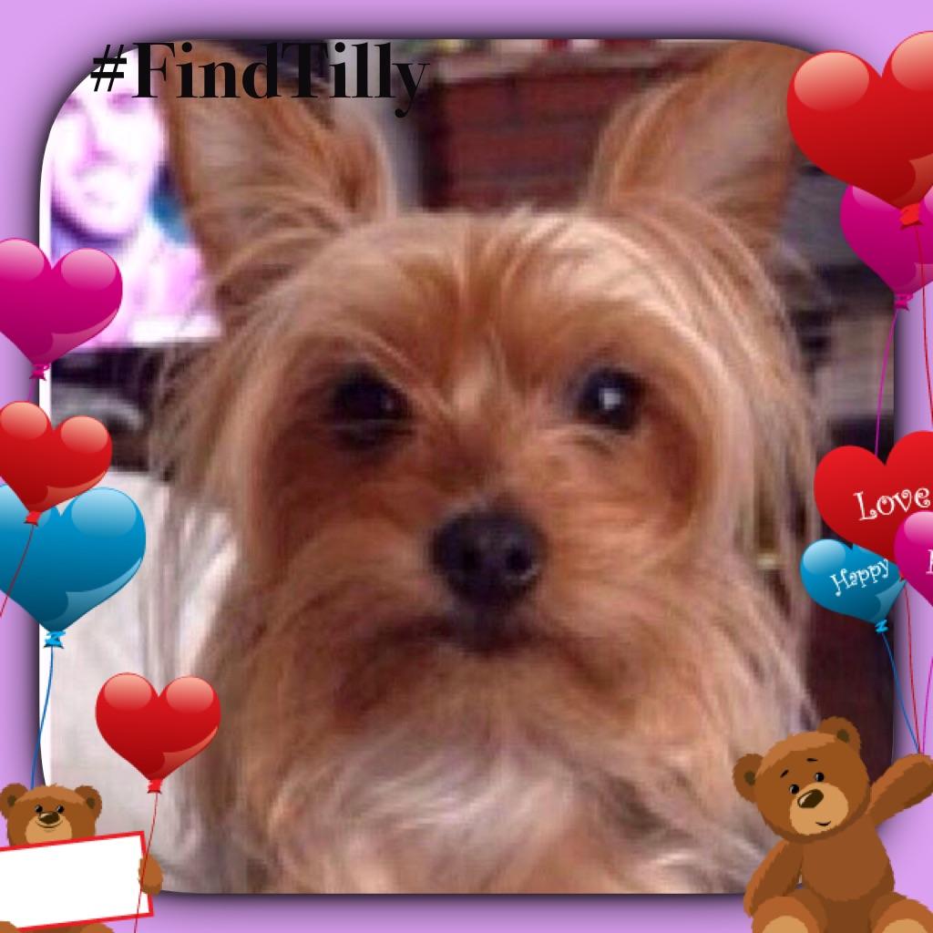 chelsea_westie's tweet image. Don't forget me! Missing 7 days....I need to get home. Please help find me.
#FindTilly
#BringTillyHome http://t.co/fohngJVFfv”
