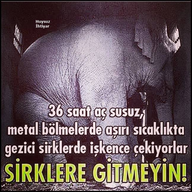 Hayvanat bahçeleri, yunus parkları ve sirkler kimileri için eğlenceli olabilir ama onlar için sadece işkence demek.