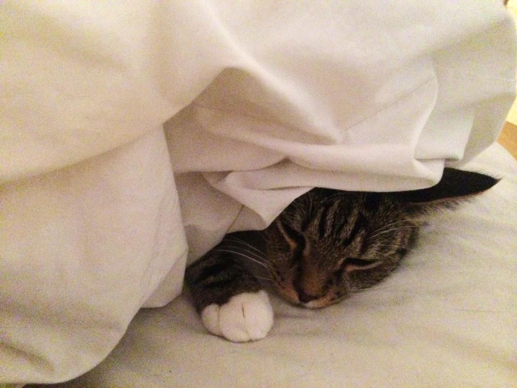 LittleJoyBox's tweet image. George is happily snug as a bug in a rug