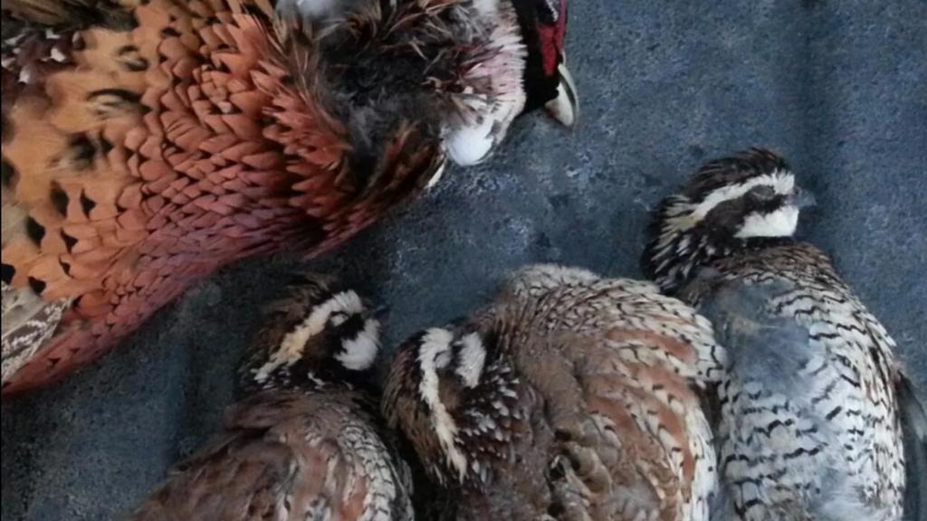 LingerBrian's tweet image. 