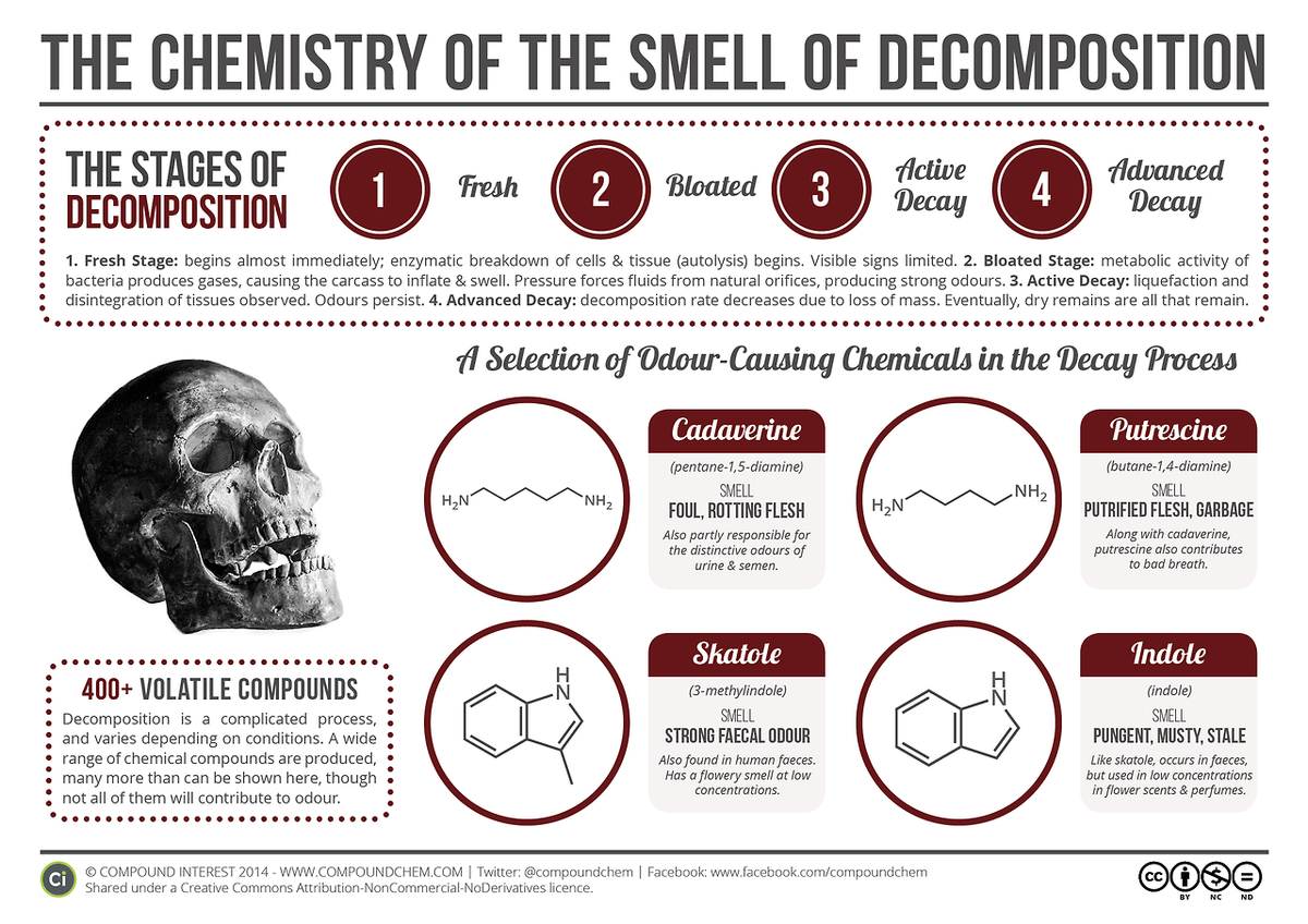 TironStefan's tweet photo. 400+ volatile compounds forming during Decomposition #Putrescience #decay #afterlife #chemistry #miasma http://t.co/JAzRPrVotM