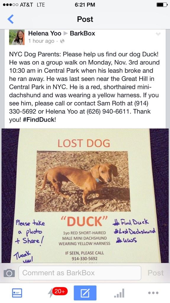 barkbox's tweet photo. Lost dog in NYC! Help find Duck the dachshund! #findduck http://t.co/khZ1lYmakI