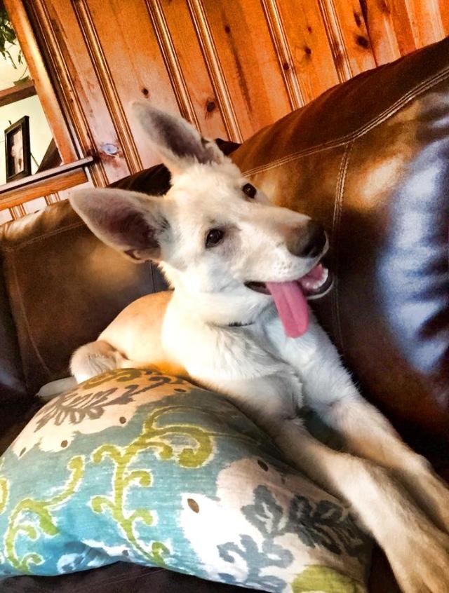 MegLivesFast's tweet image. "You got chicken bites? I want chicken bites."