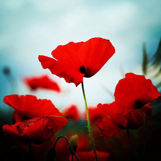 #jussaying. we remember & we pray for those defending r freedom tday 2 return home safely. thank-you 4 what you do. x