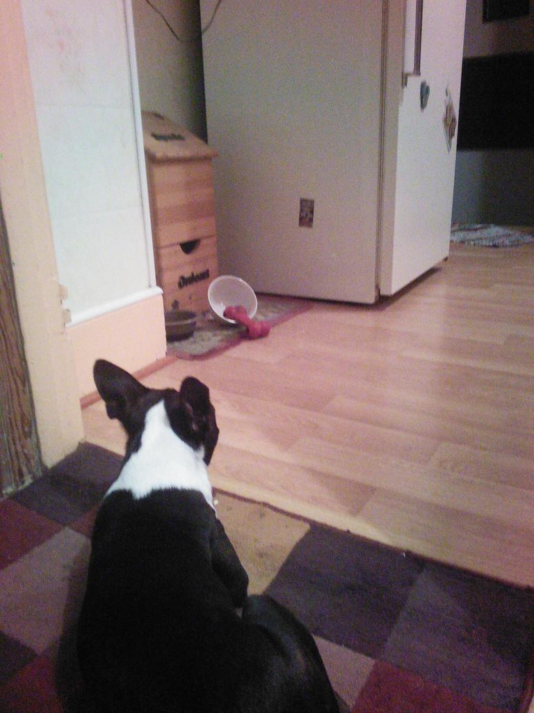 TuckertheBoston's tweet photo. Certain hu-mons need to work on their accuracy during fetch..not going to say who. #itsdad http://t.co/crdXLCnC6g