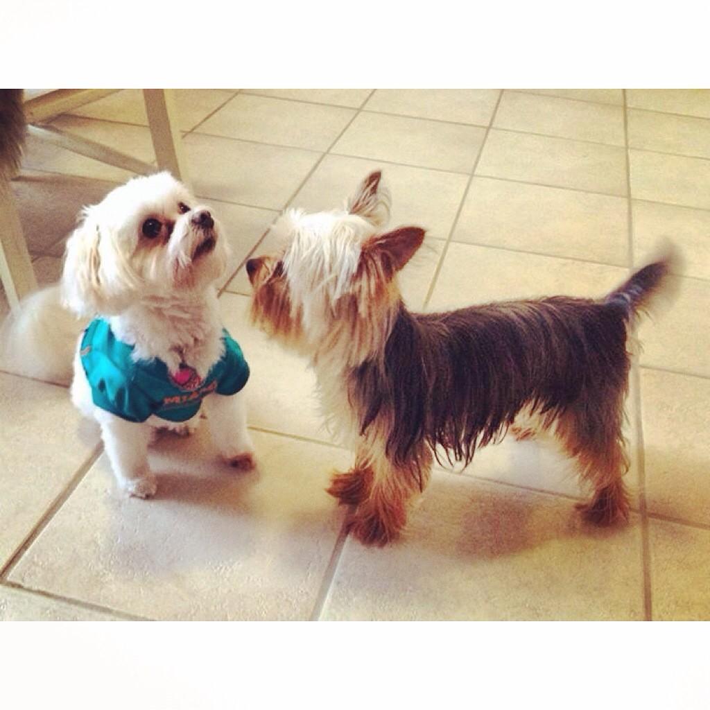 FranklinTails's tweet photo. Double trouble! http://t.co/QyfFbTEpJE