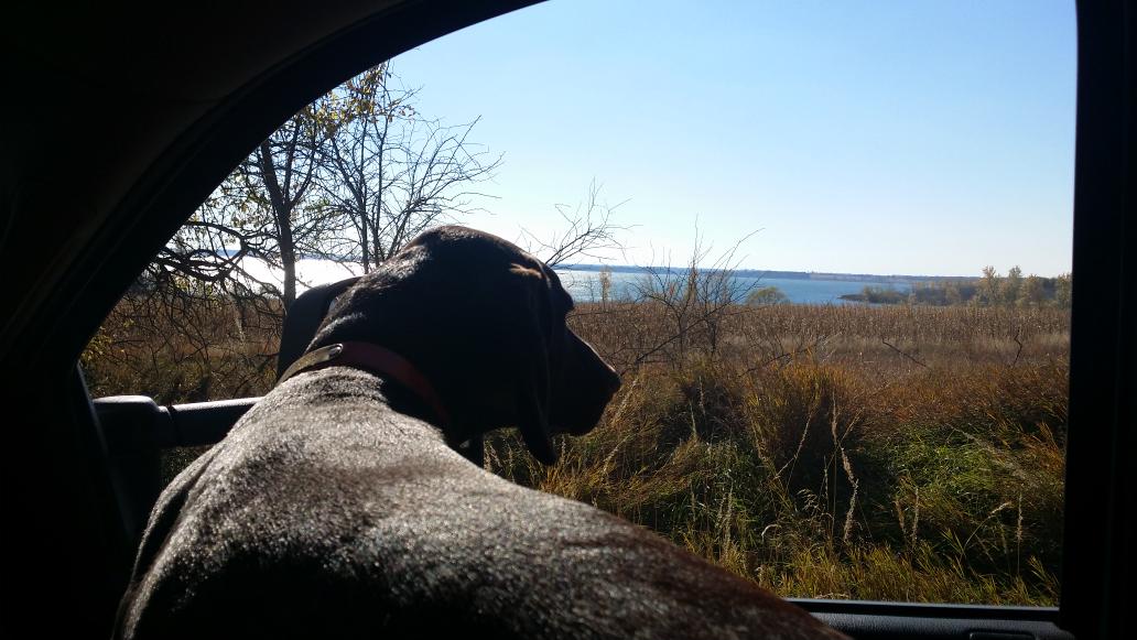 LingerBrian's tweet image. Quail hunting opener today in Kansas