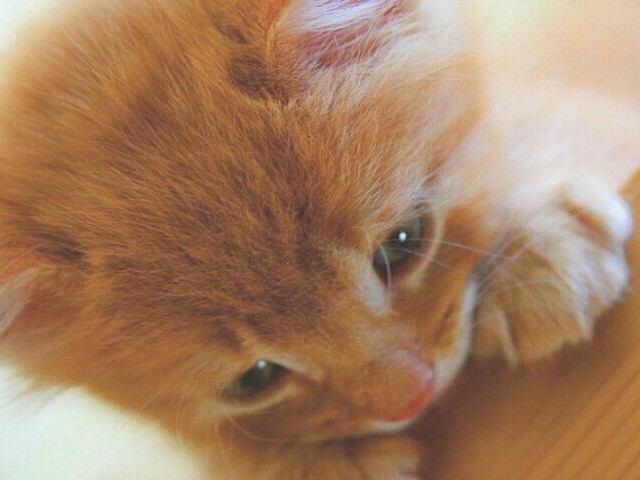 かわいい子猫画像 Koneko Cat Bot Twitter