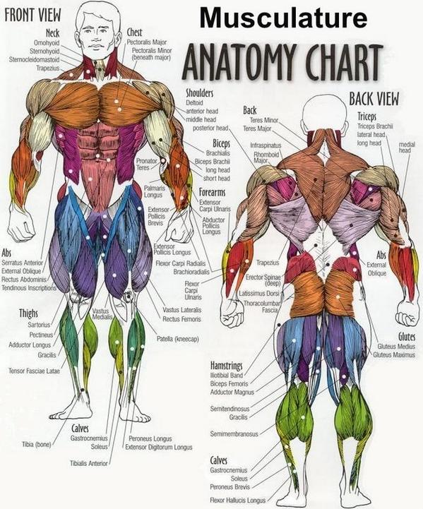 Nasm Muscle Chart