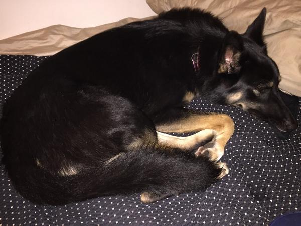 GoodGirlAthena's tweet photo. After a big romp session with my friends, I want to sleep. #somuchfun http://t.co/xZc9ZBf00P