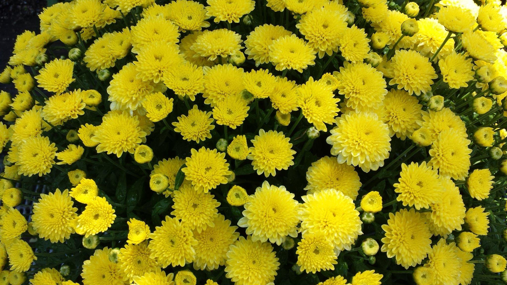 ガーデンミュージアム比叡 Auf Twitter 京都 比叡山 花 フランスでは11月1日はtoussaint トゥサン 万聖節 イメージとしては日本のお盆 この時期のフランスでよく見かける花 クリザンテーム 菊 で日本でもおなじみの花です Kyoto Http T Co