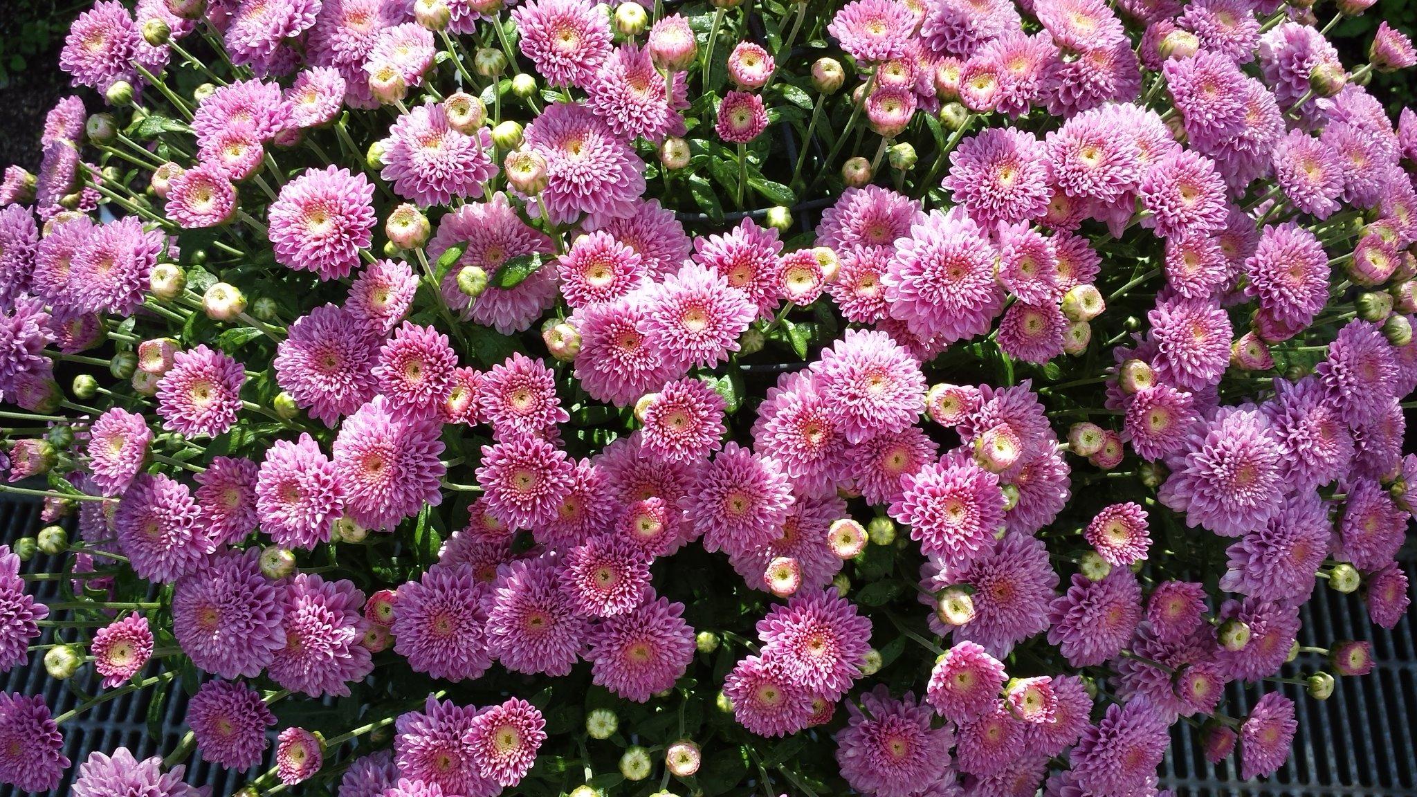 ガーデンミュージアム比叡 京都 比叡山 花 フランスでは11月1日はtoussaint トゥサン 万聖節 イメージとしては日本のお盆 この時期のフランスでよく見かける花 クリザンテーム 菊 で日本でもおなじみの花です Kyoto Http T