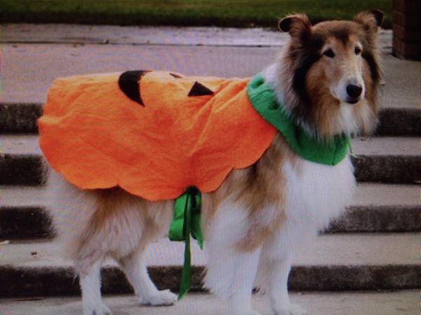 HaidenXo's tweet photo. The cutest thing I have ever seen. I love our mascot!! @TAMU_Reveille http://t.co/SSk9ZMZPye