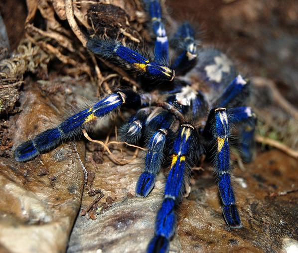 wolfrikmx's tweet photo. 33 Animals That Are Shockingly Colorful http://t.co/6JZxtmciqk http://t.co/dP5KfttM4r