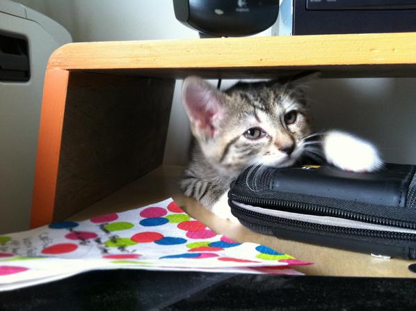 VolkoDesign's tweet image. Freyja chillaxin' in an early prototype of our #VIKTERdesk kickstarter.com/projects/volko… @EmrgencyKittens @DtoidJordan