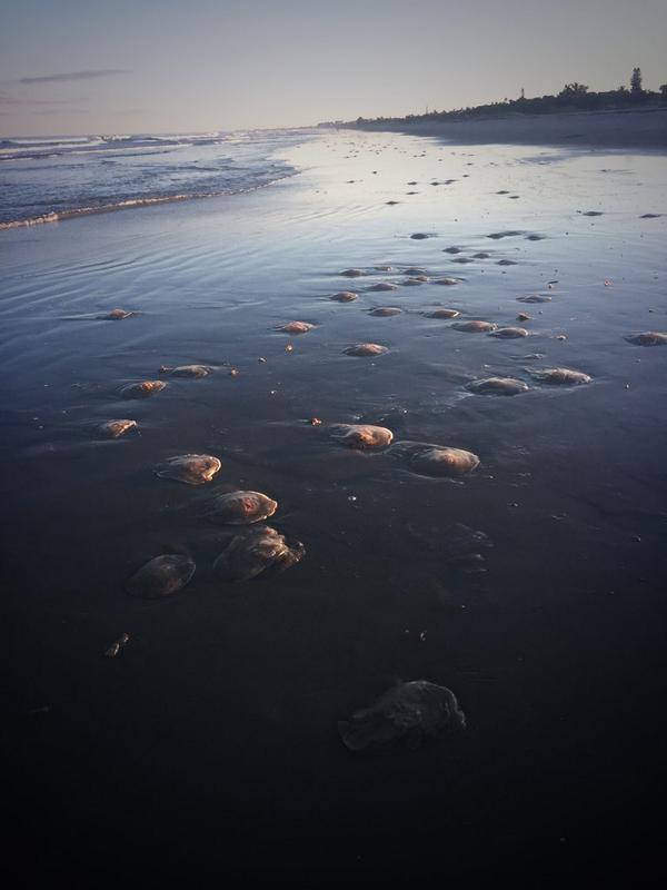 AlexShelnutt's tweet photo. More jellyfish from today #alienseacreatures http://t.co/wUCWxBIkyy