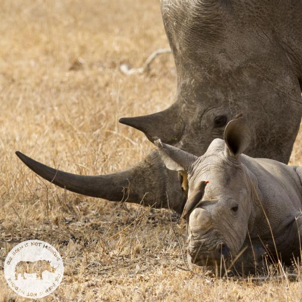HornNOTMedicine's tweet photo. Our Horn is NOT Medicine - Don't you forget it!
@StopRhinoPoach @Oscap_ @SANParksHR @WildAid @WYRhinoSummit http://t.co/qFq7KXDp5i