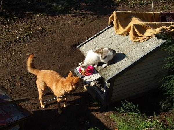 すずきあやこ 飯舘村報告 ホタテ王子と犬3匹のお家は除染中で小屋が移動中でしたが ホタちゃんは母屋から走ってきて定位置犬 小屋の屋根の上に 1番大きい犬は亡くなったそうです Http T Co Lojzpacxaz