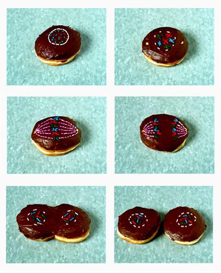PremedPress's tweet image. Donut mitosis #premed #nerdhumor