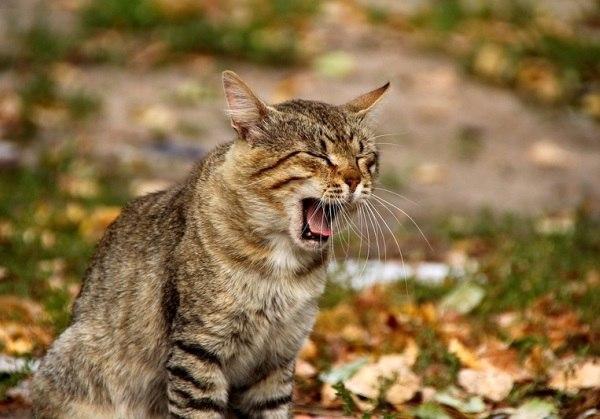 cats_land's tweet photo. Осенью, говорят, хандра приходит? Не знаем! #котики #котэ #осень http://t.co/A7Vi0mCRWF
