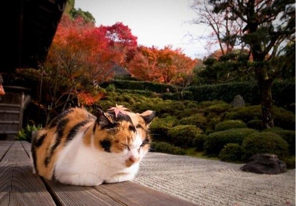 cats_land's tweet photo. Будет много просто красивых картинок с осенними котами! #котики #котэ #осень http://t.co/4nal1k9pir