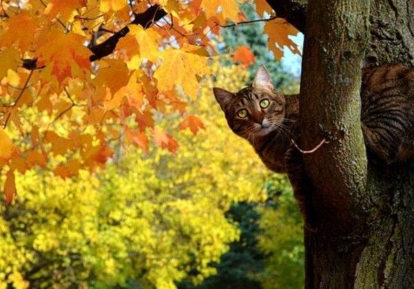 cats_land's tweet photo. А ещё осень это много цветов! В смысле цветных листьев. Правда коты этим вряд ли наслаждаются. #котики #котэ #осень http://t.co/ddh4CchUvZ