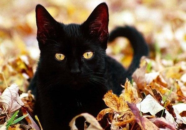cats_land's tweet photo. Все любят осень, а вы? #котики #котэ #осень http://t.co/iequmI3MQi