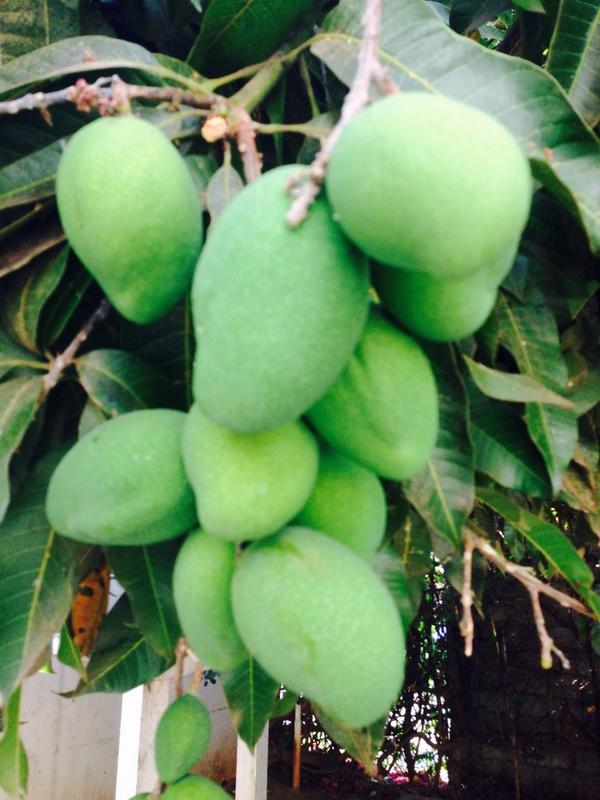 chefmourez's tweet photo. My mango are growing can't wait to have a mango shrimps salad!!@ChiAndYipyap @CocoaButterSkin @psycadelik http://t.co/XdLjIm2xXz