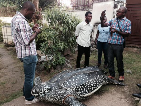 WCS Gabon Program tweet media