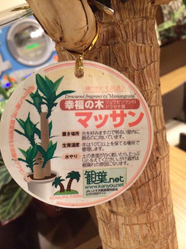 安谷屋 翔吾 Han Nisi Twitter