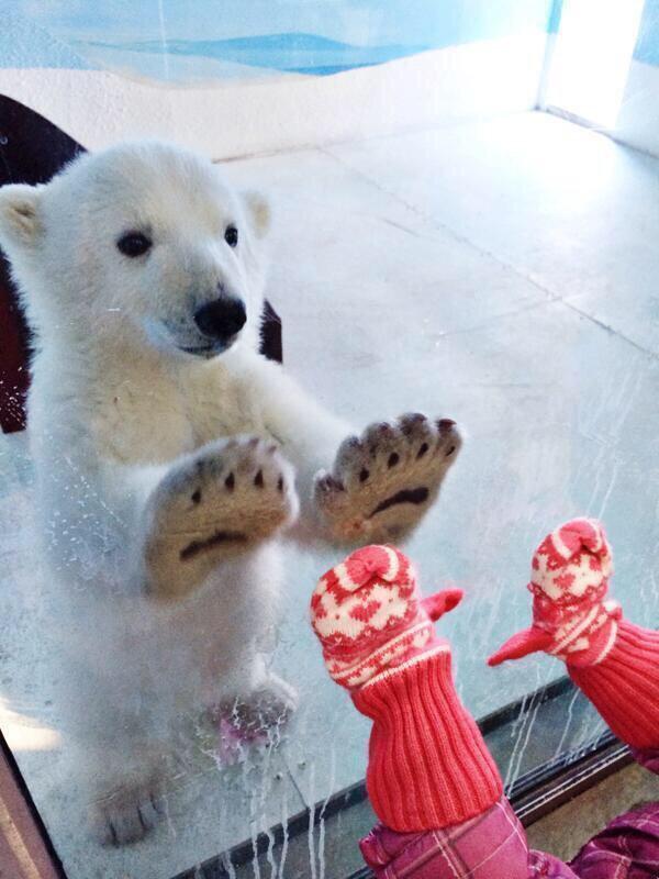 pixievondust's tweet photo. I've changed my handle. I'm over at @marievonboran now! Here's a pic of a baby polar bear before you go: http://t.co/Sk6osSGVXJ