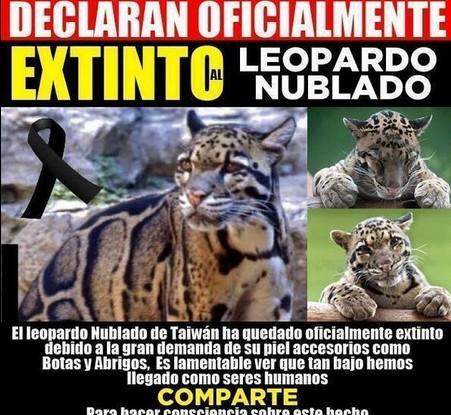 El Luisma tweet media