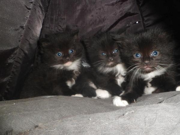 RSPCAMIDDLESEX's tweet photo. Thankyou @Miele_GB for donating a tumble dryer to help @rspcamiddlesex keep on top of our animal laundry #felinefresh http://t.co/DyDiiRMsOx