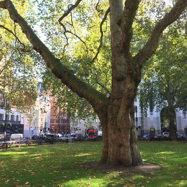 TiCLme's tweet photo. In 2008 this London Tree was valued at only £750,000 

http://t.co/AKT2J9UK8j

Isn't it time to revalue our trees? http://t.co/ksouRZRRgh