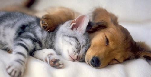 satwakita's tweet photo. Close your eyes and pray.. Goodnight kesayangan 💋💋💋 http://t.co/oidsHThUGU